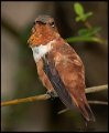 _8SB8552 rufous hummingbird
